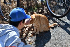 江ノ島猫２