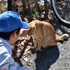 江ノ島猫２