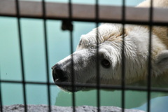 旭山動物園２