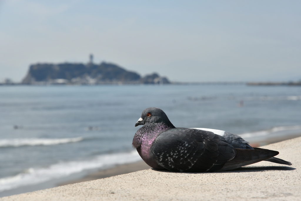 鳩だって気持ちいい