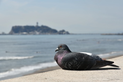 鳩だって気持ちいい