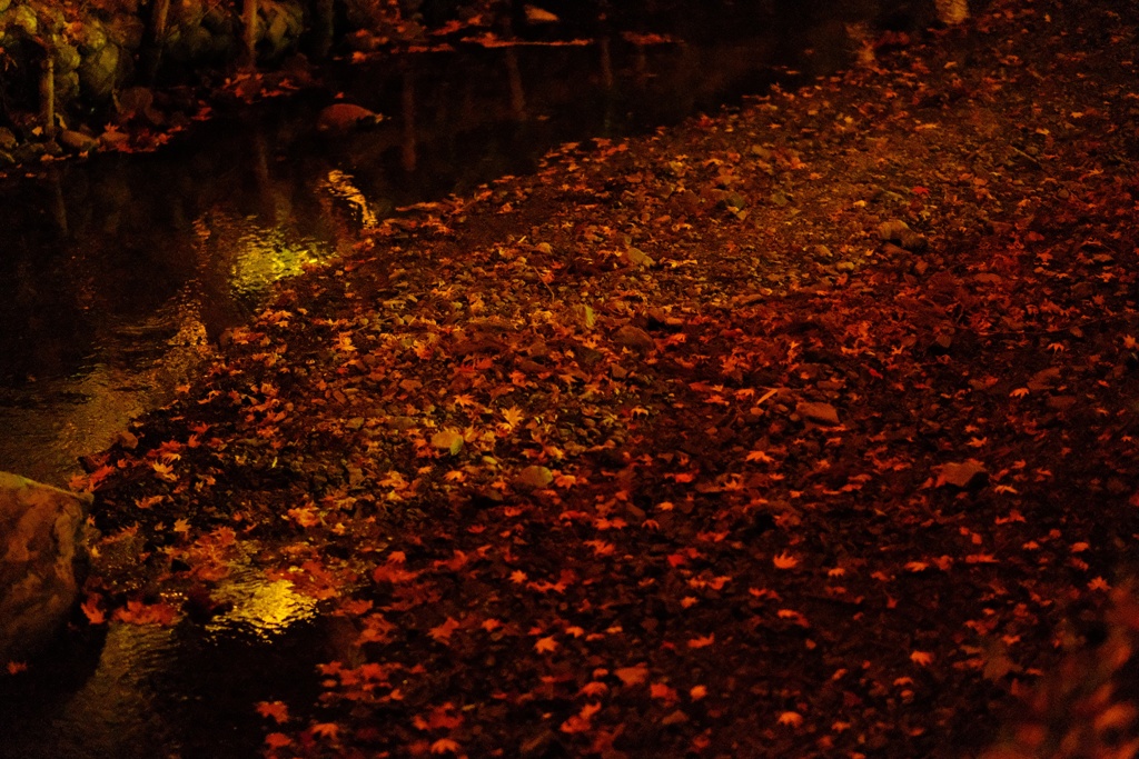 夜紅葉メモリー
