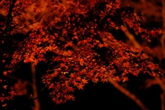 夜紅葉③