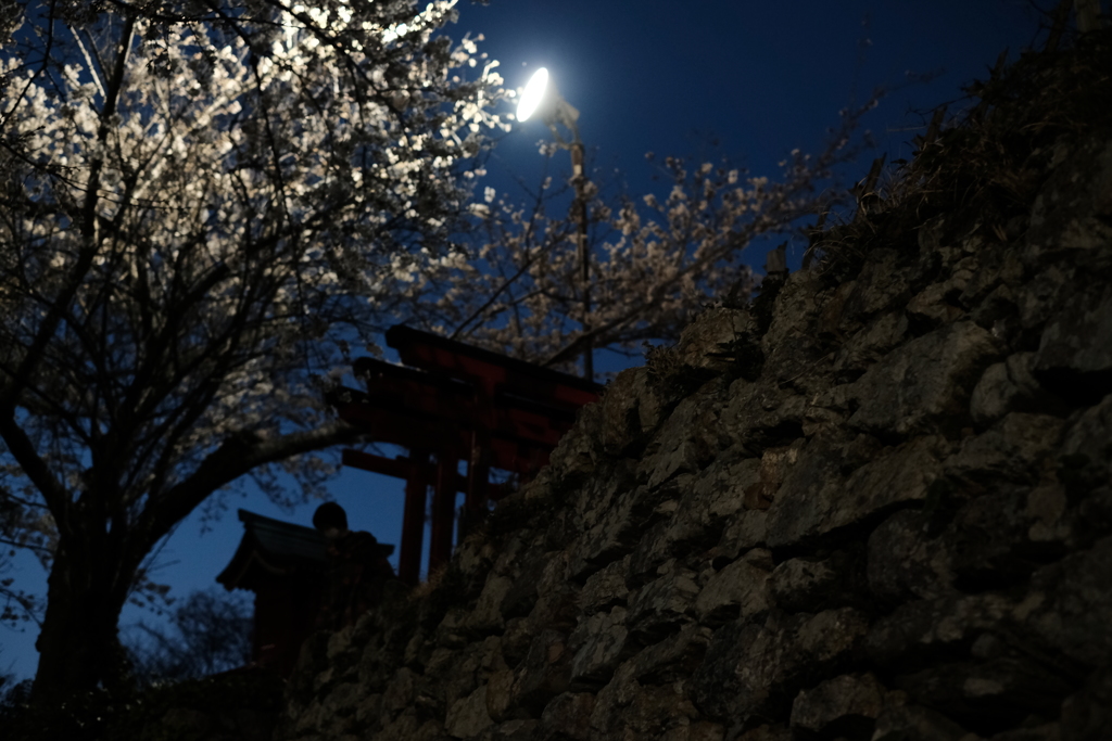 夜桜①