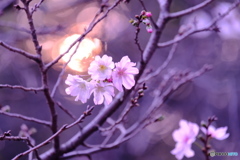 夕暮れの十月桜