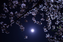 上野の夜桜