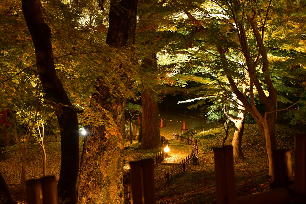 ライトアップ兼六園　モミジ山（山崎山）