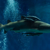 水族館
