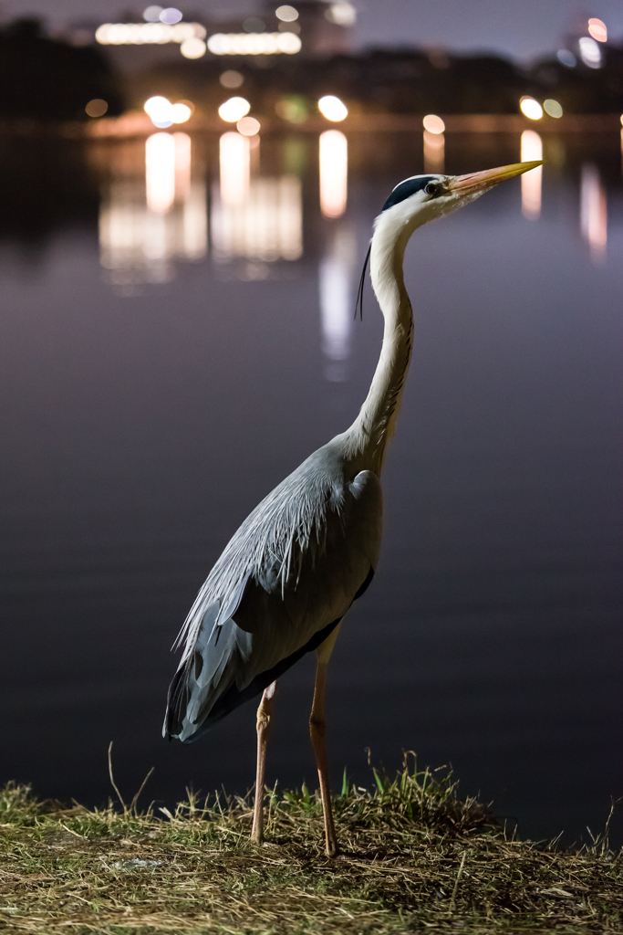 大濠公園夜景