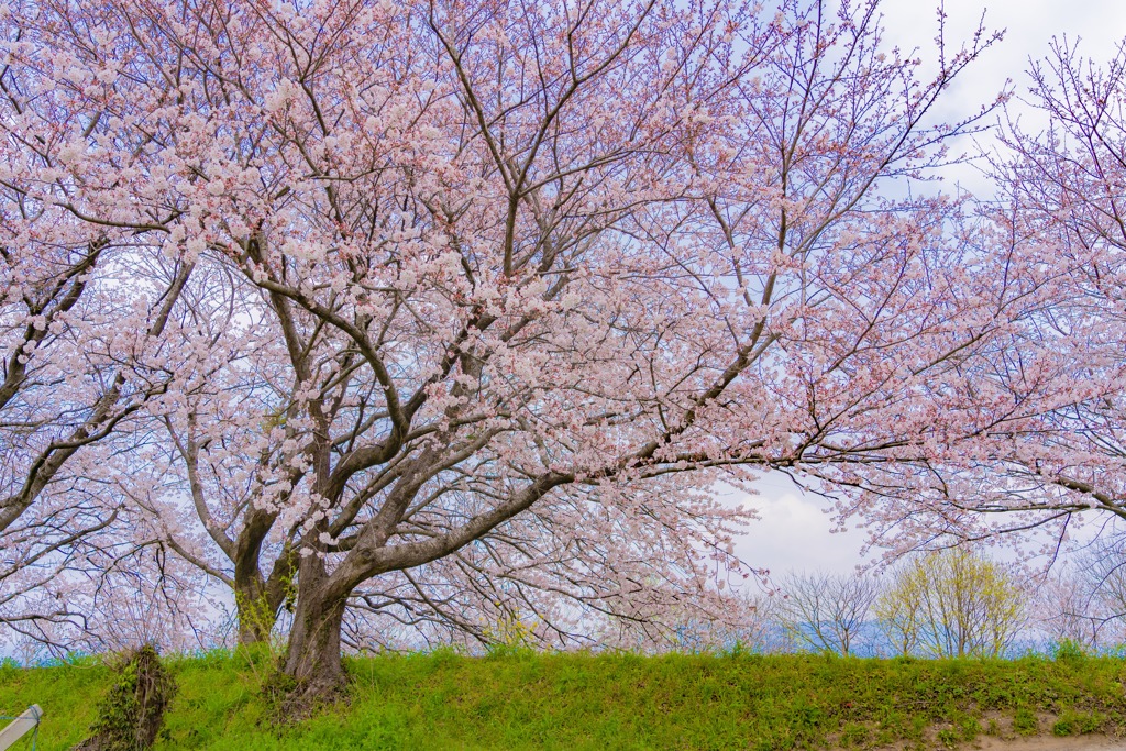 桜