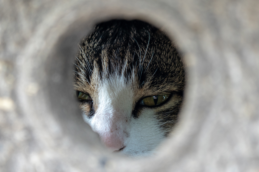 眠たげな視線