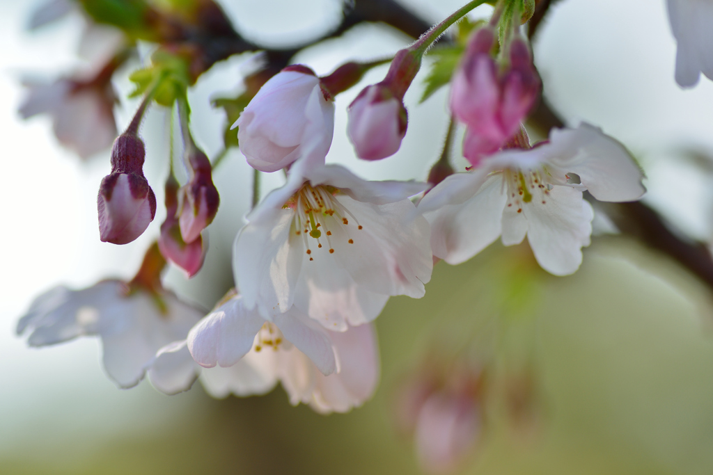 cherry blossom