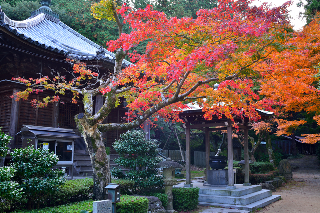 色花のように