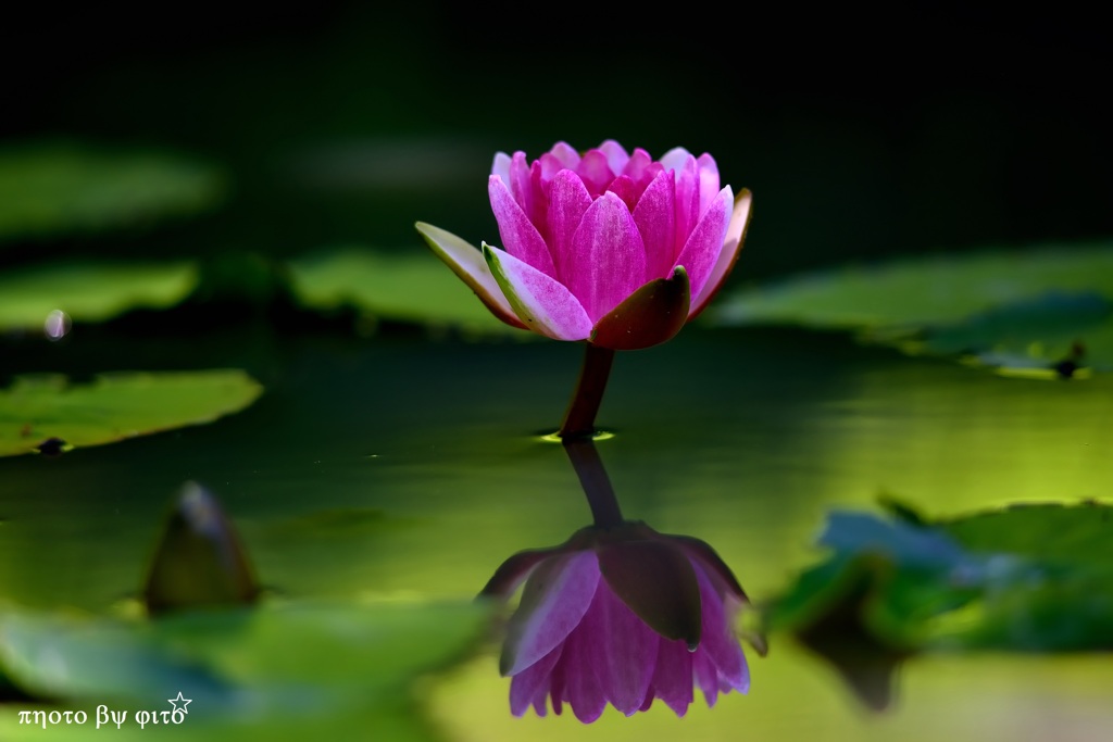 water lily