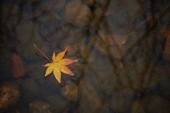 寂しげな紅葉。