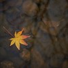 寂しげな紅葉。