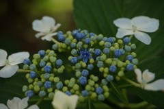 小さくても存在感抜群。