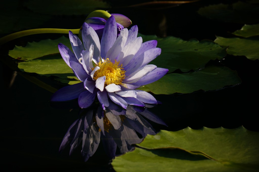 The　Beautiful