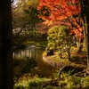 秋の情景。