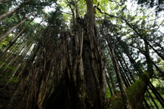 燃えるような樹相