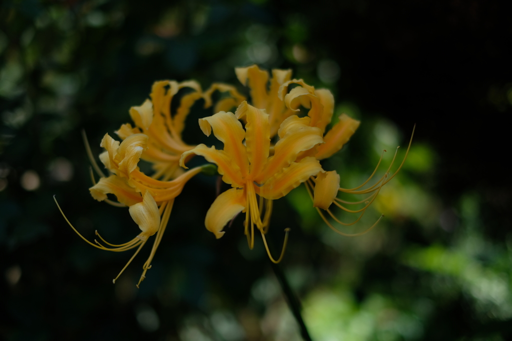 山吹色の曼珠沙華
