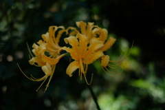 山吹色の曼珠沙華