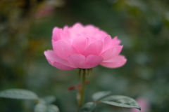 蓮のような薔薇の花