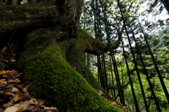 桂の巨樹