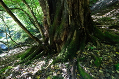 樹根