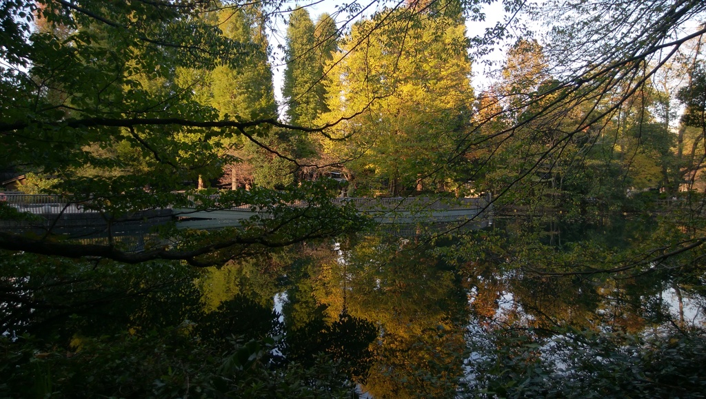 秋の水面
