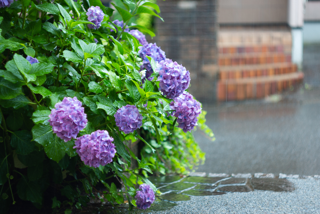 紫陽花 自宅の庭にて Helios44Mで撮影 その2