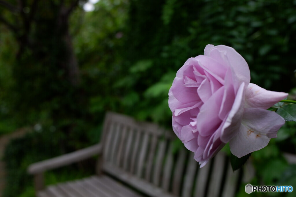 ベンチに漂う、薔薇の香り