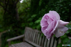 ベンチに漂う、薔薇の香り