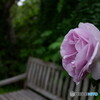 ベンチに漂う、薔薇の香り