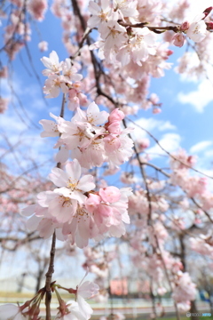 しだれ桜