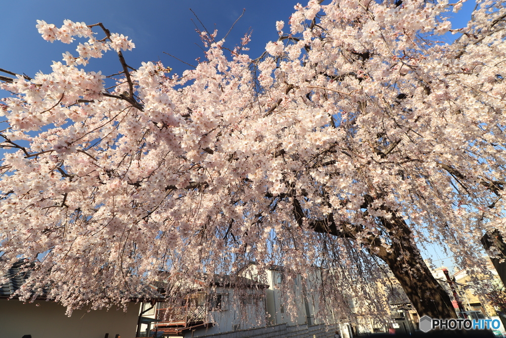 しだれ桜