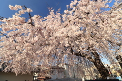 しだれ桜