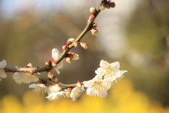 菜の花と梅