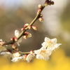 菜の花と梅
