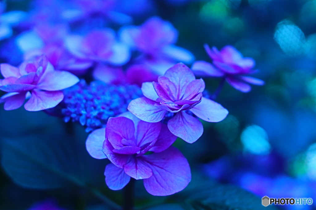 紫陽花