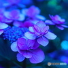 紫陽花