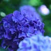 紫陽花