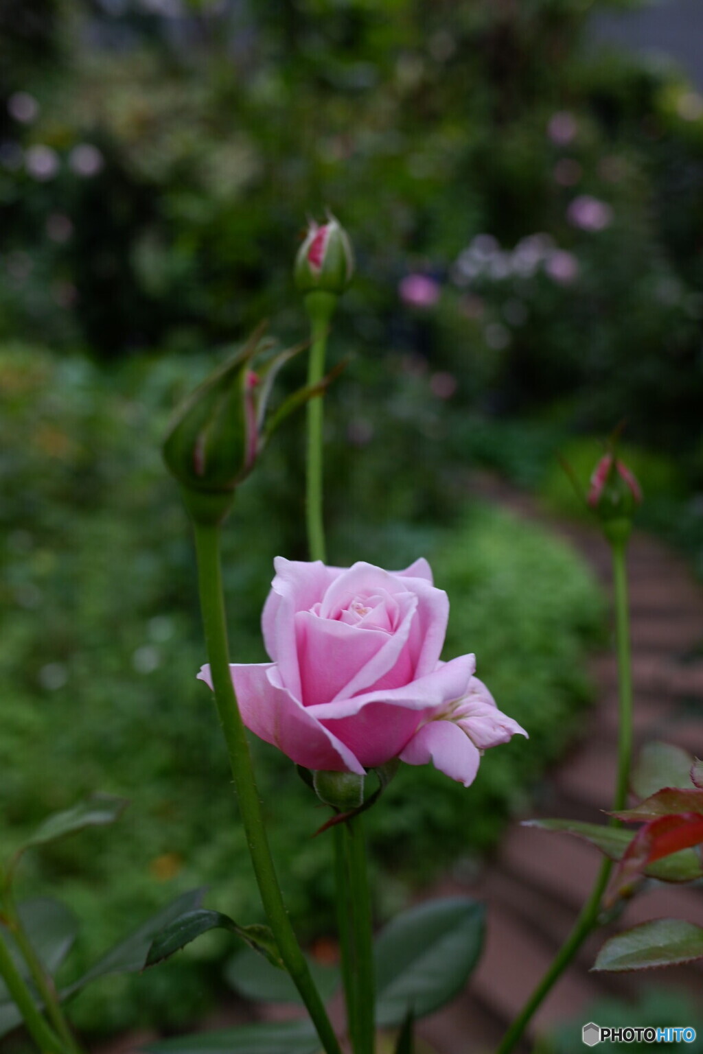 静かに咲く薔薇
