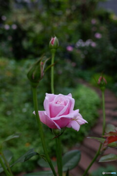 静かに咲く薔薇