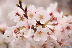 桜