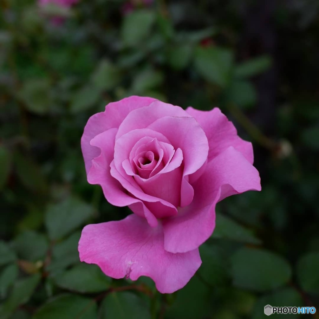 薔薇