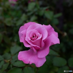 薔薇