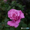 薔薇