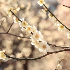梅の花