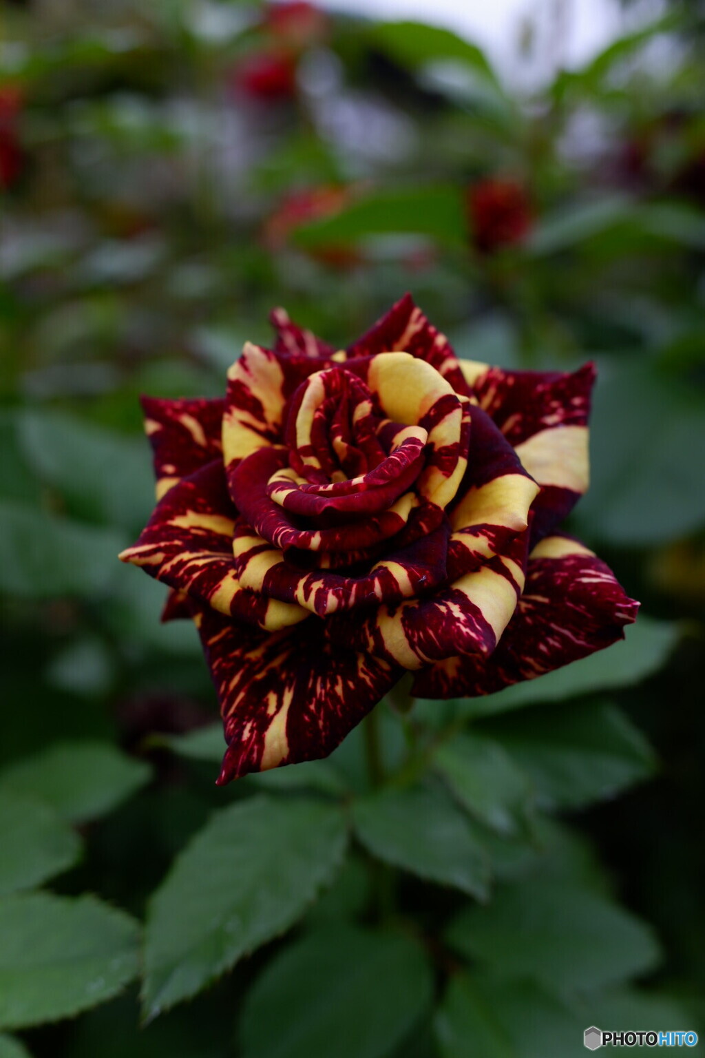 不思議な薔薇